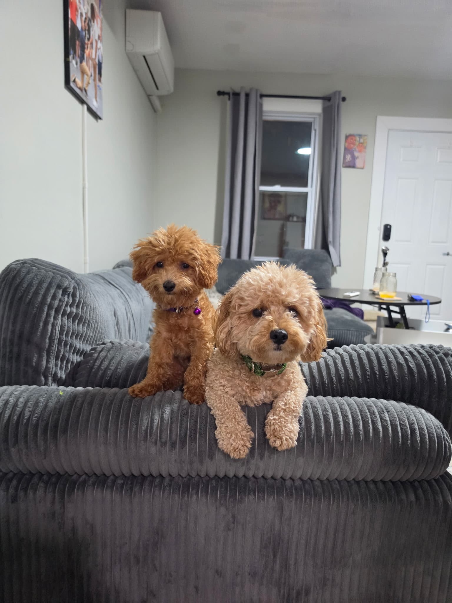Moises's two dogs on the couch